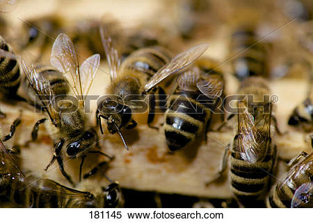 Stock Image of European Honey Bee, Western Honey Bee (Apis.