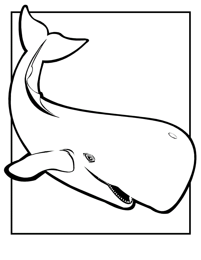 Free Whale Images For Kids, Download Free Clip Art, Free.