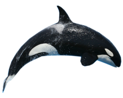 Download WHALE Free PNG transparent image and clipart.