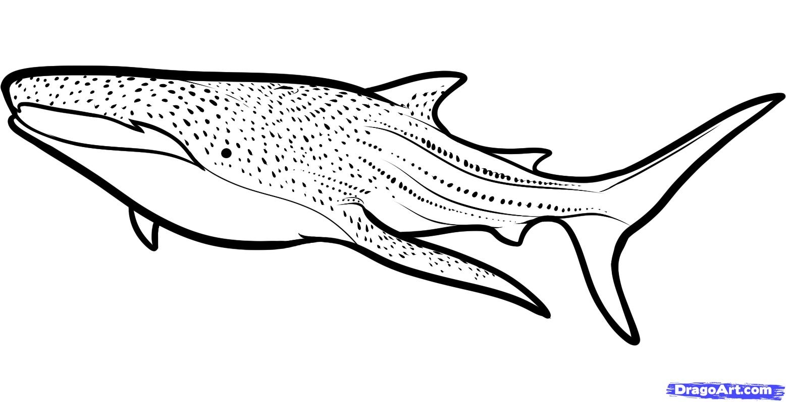 Whale shark clipart black and white.