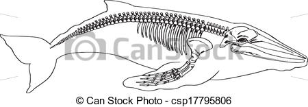Vector Clipart of Skeleton of a whale.