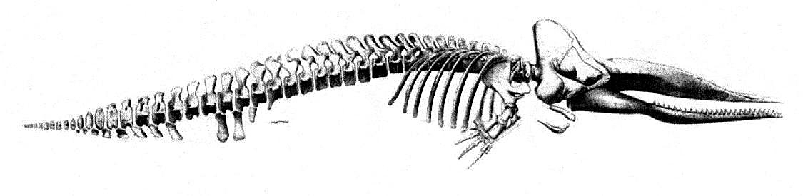 Скелет кита рисунок
