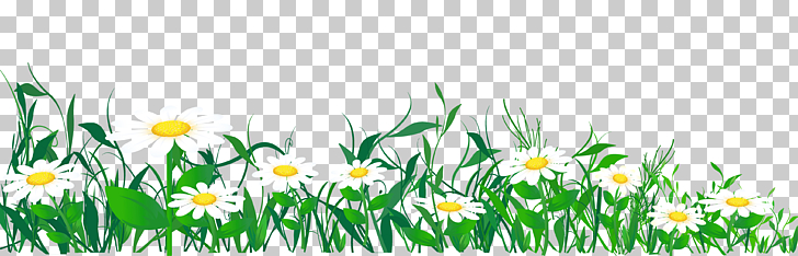 Common daisy , Daisies and Grass , white daisies template.