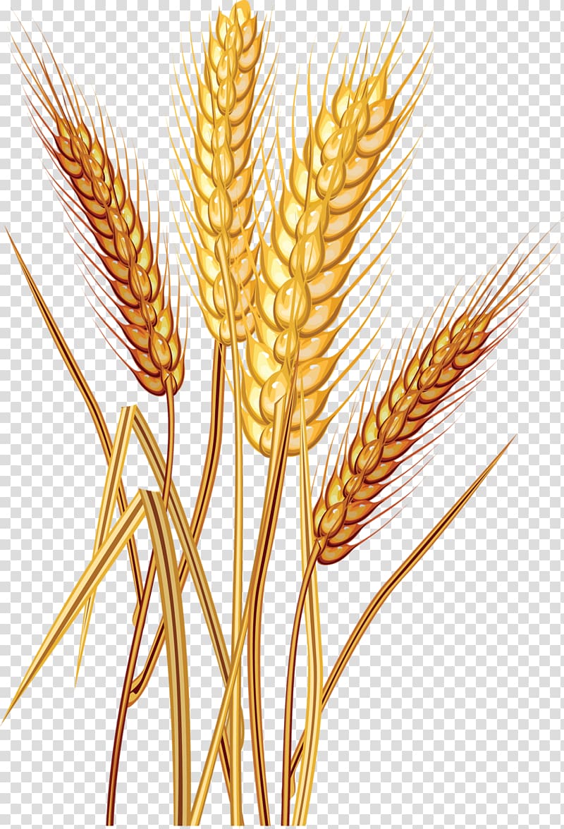 Common wheat Grain , wheat transparent background PNG.