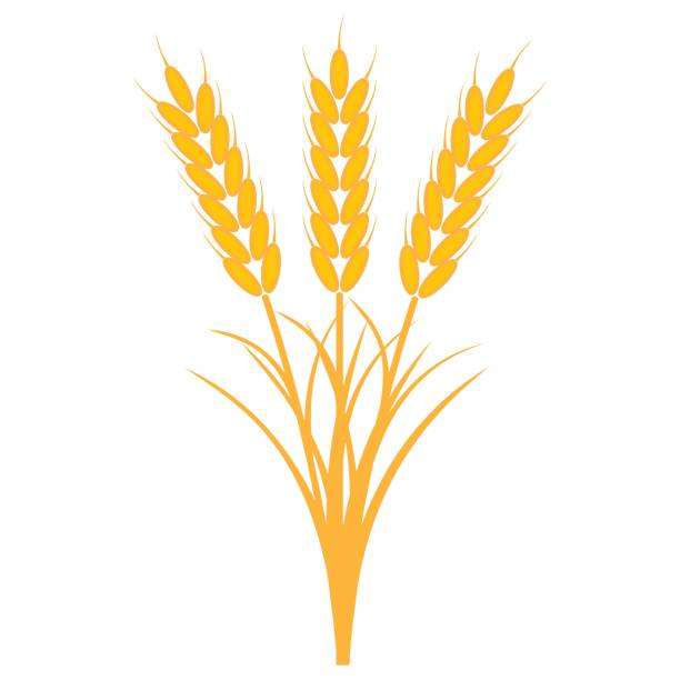 Best Sheaf Of Wheat Illustrations, Royalty.