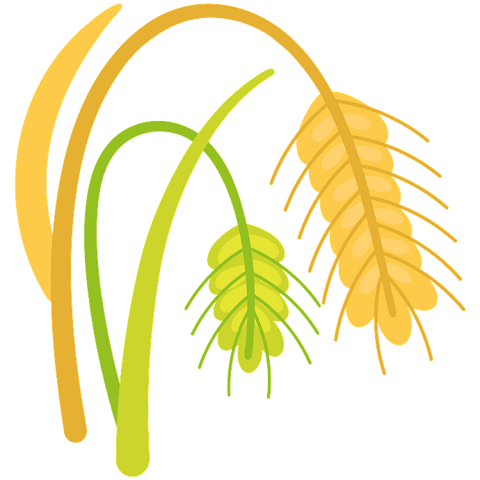 Wheat clipart. Free download..