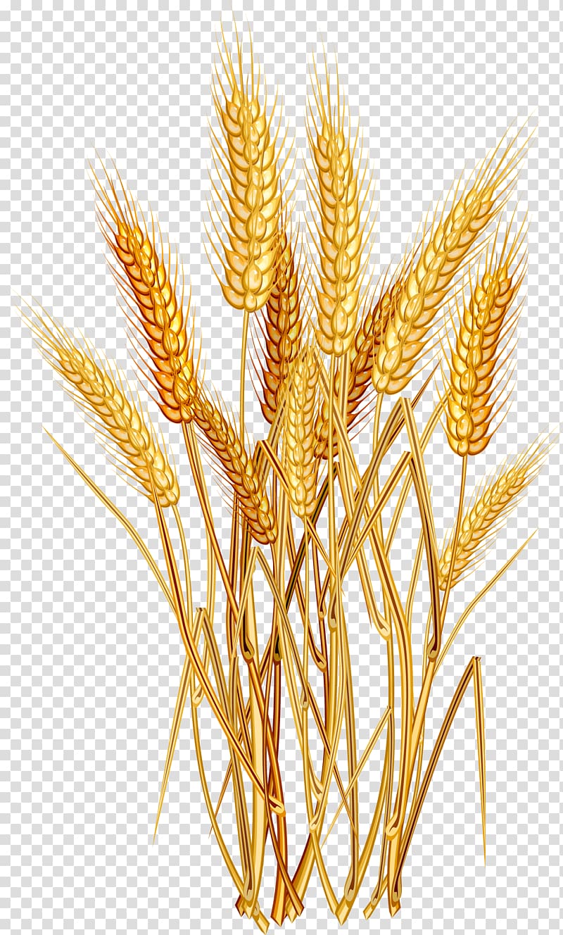 Wheat Euclidean , Golden wheat, brown wheat illustration.