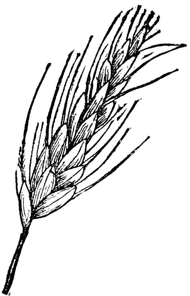 Wheat Ear.