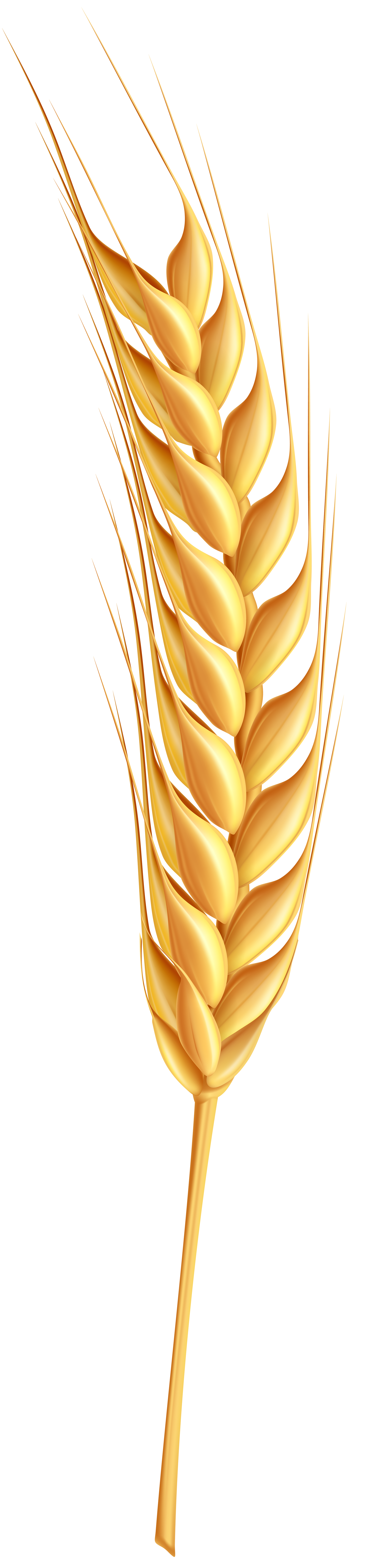 Download Wheat ear clipart 20 free Cliparts | Download images on ...