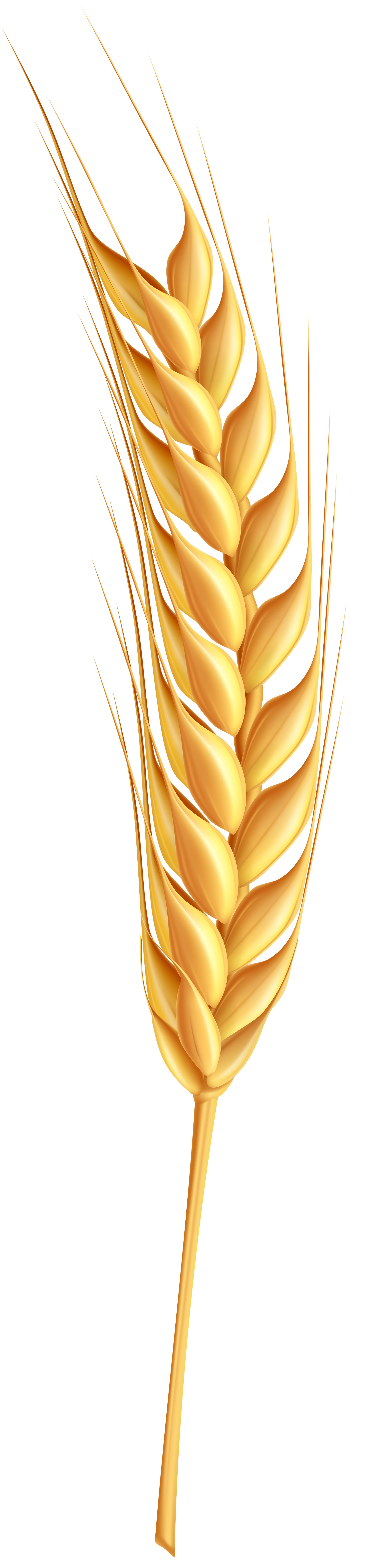 Download Wheat ear clipart 20 free Cliparts | Download images on Clipground 2020