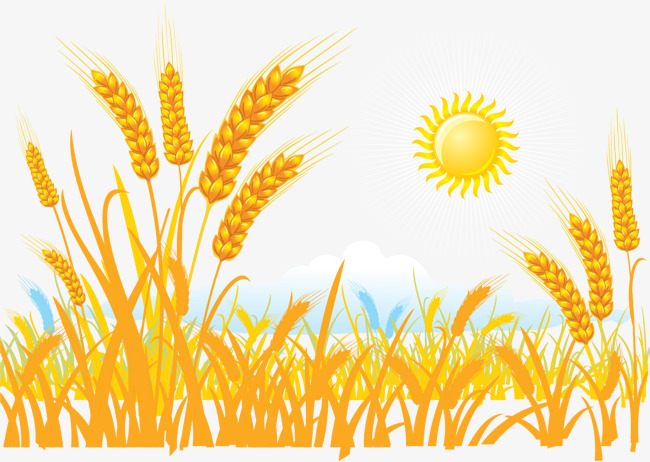 Wheat Field Clipart Png.