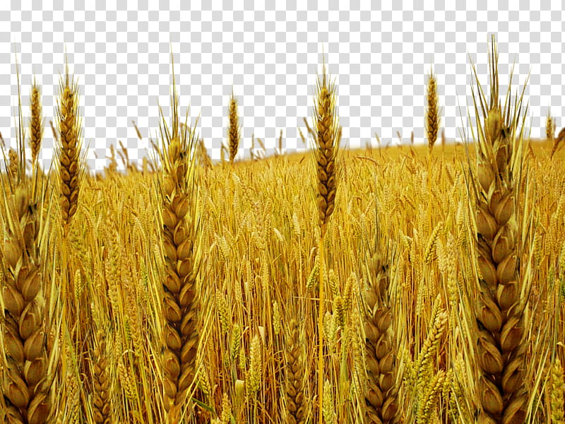 Tare field, wheat field transparent background PNG clipart.