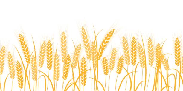 Best Wheat Illustrations, Royalty.
