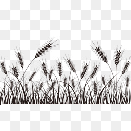 Wheat Grass Png, Vectors, PSD, And Clipa #135093.