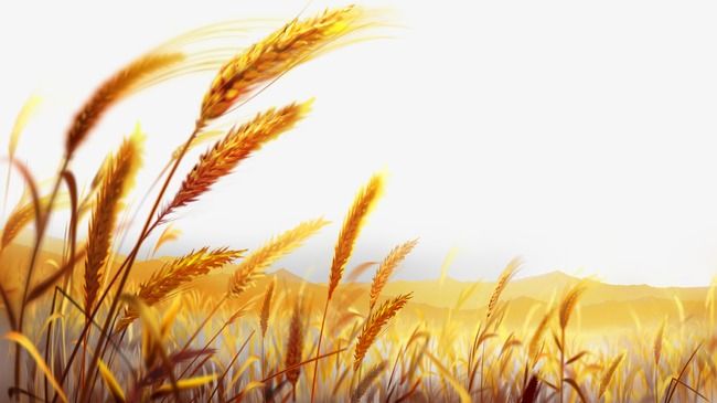 Beautiful Golden Wheat Field, Wheat Wheat, Harvest Season.