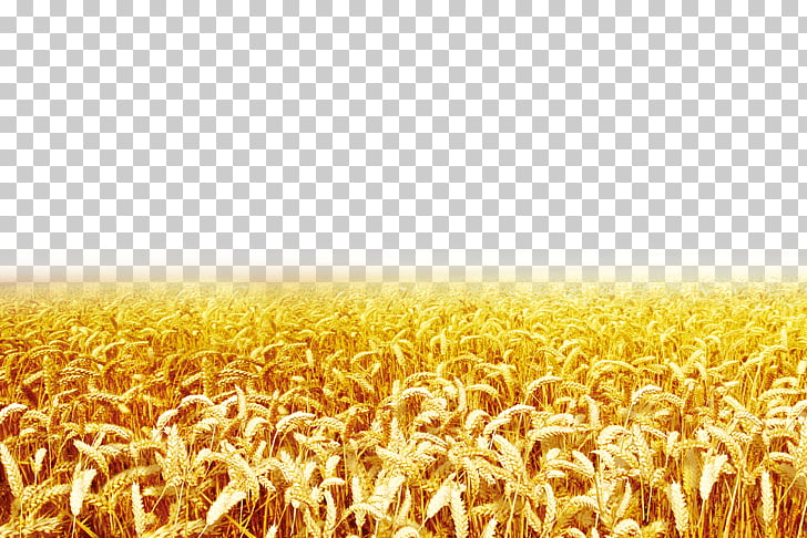 Wheat , Wheat, wheat field illustration PNG clipart.