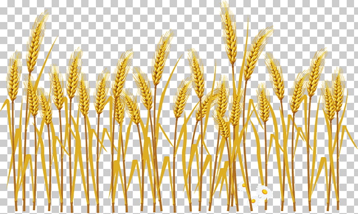 Common wheat Cereal Ear Illustration, Cartoon wheat harvest.