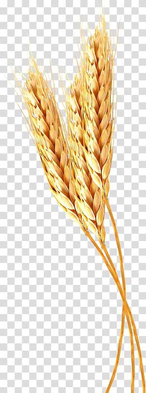 Brown wheat field , Common wheat Cereal Ear Illustration.