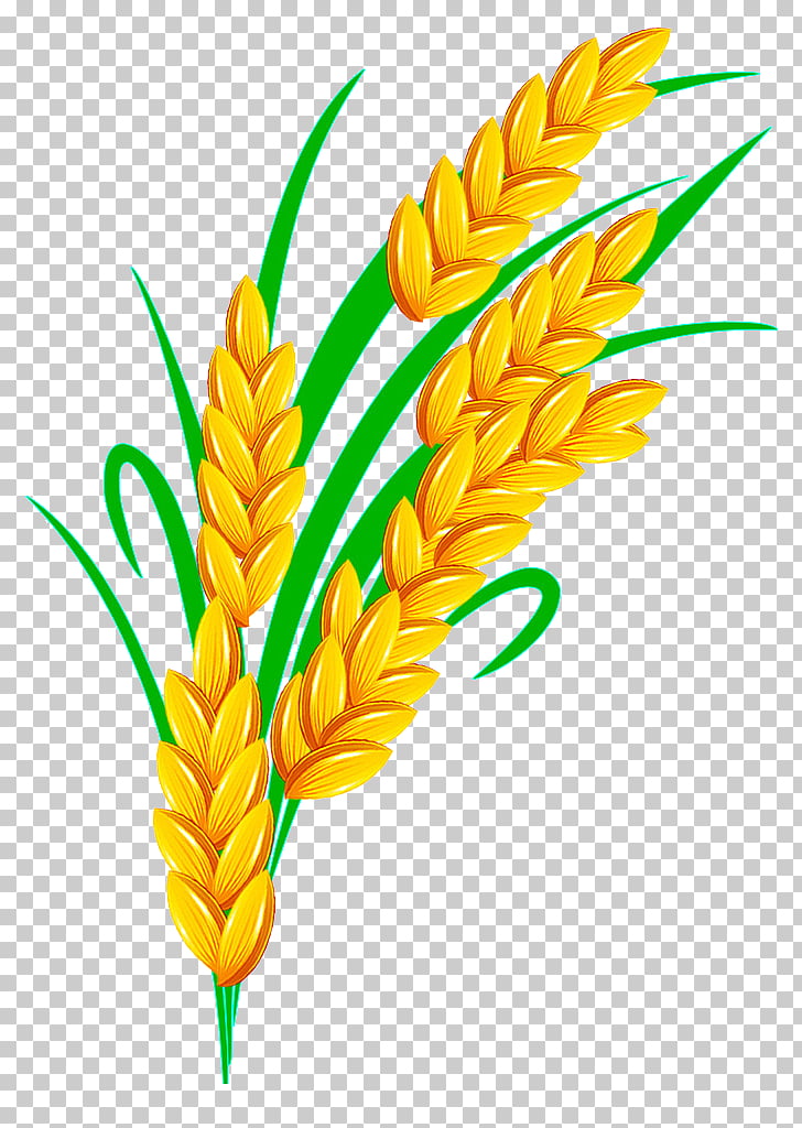Rice Euclidean , Golden Rice, wheat illustration PNG clipart.