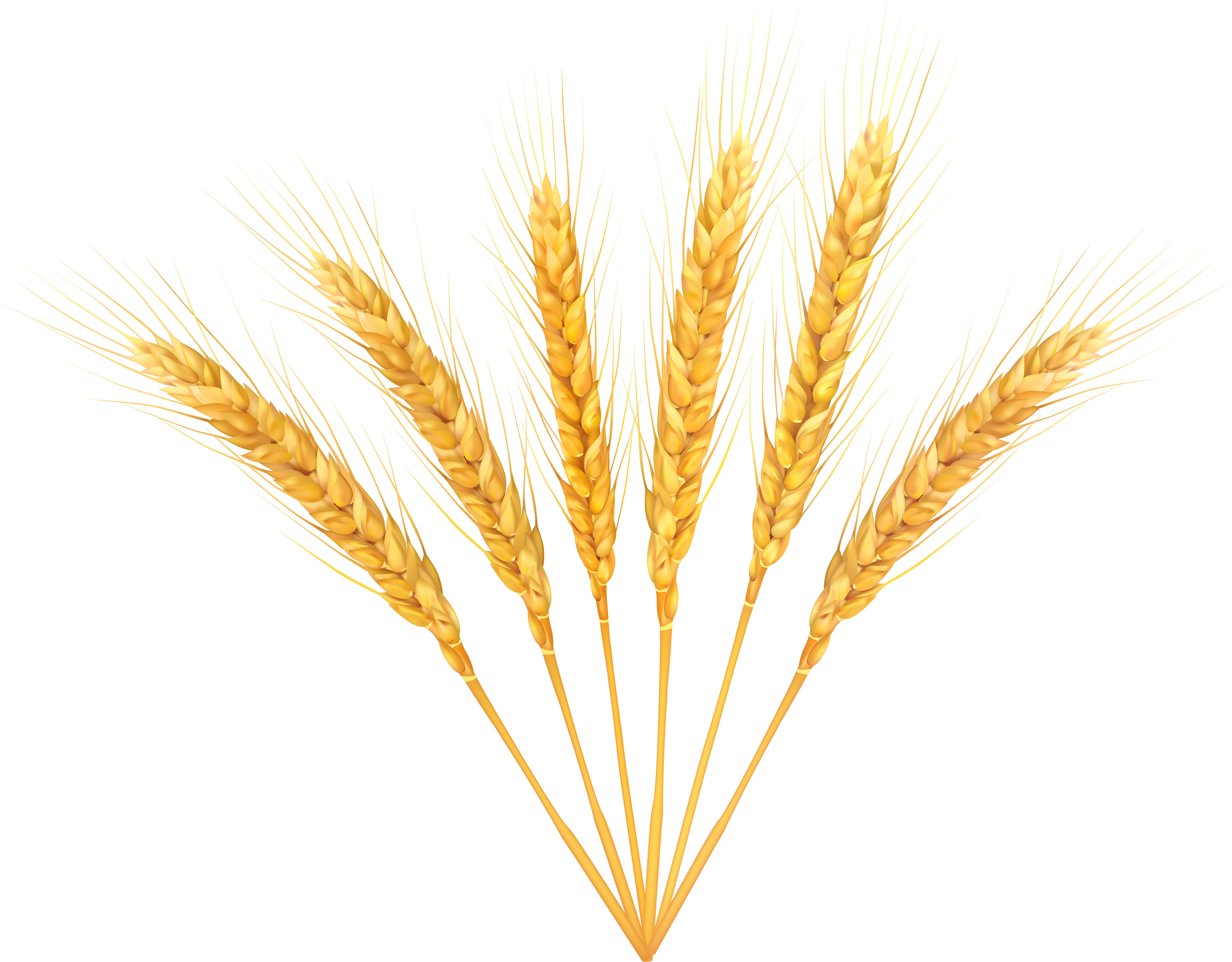 Wheat Decoration PNG Clip Art Image.