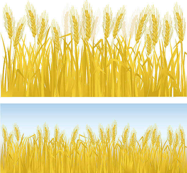 Wheat field clipart 3 » Clipart Station.