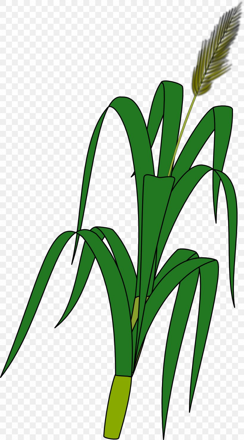 wheat in vase clipart 10 free Cliparts | Download images on Clipground 2023