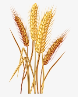 Free Grain Clip Art with No Background.