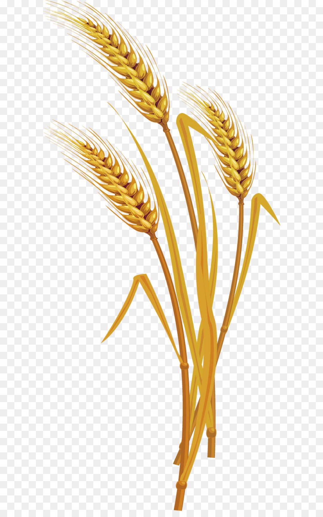 wheat vector png 10 free Cliparts | Download images on Clipground 2023