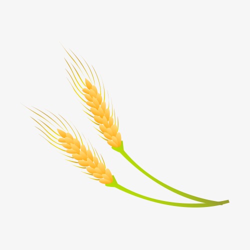 Wheat Vector, Wheat, Paddy, Vector PNG and Vector with Transparent.