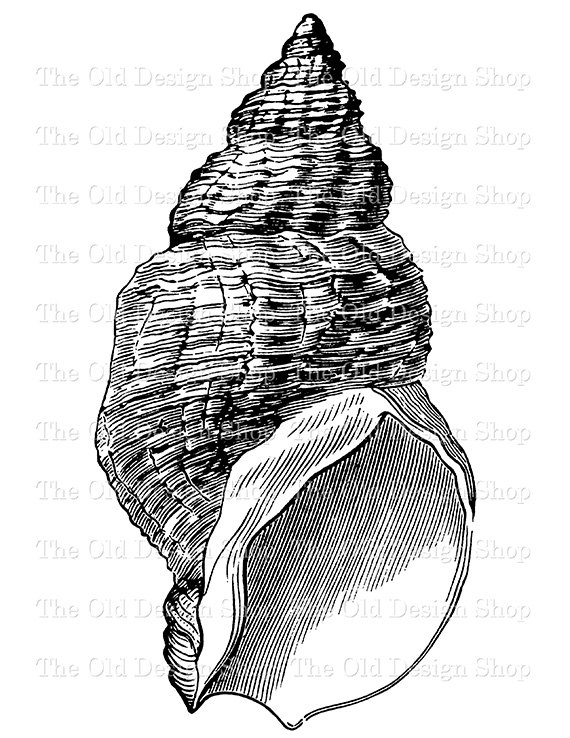 Whelk Shell Clip Art Vintage Printable Sea Nautical Illustration.