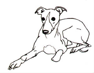 Whippet clipart page 2 (and a greyhound!).