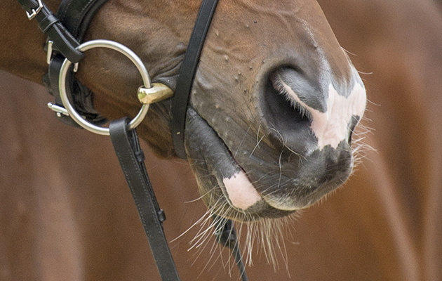 Is it cruel to trim a horse\'s whiskers?.