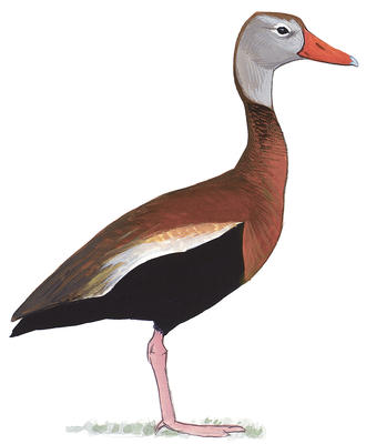 whistling duck clipart 10 free Cliparts | Download images on Clipground ...