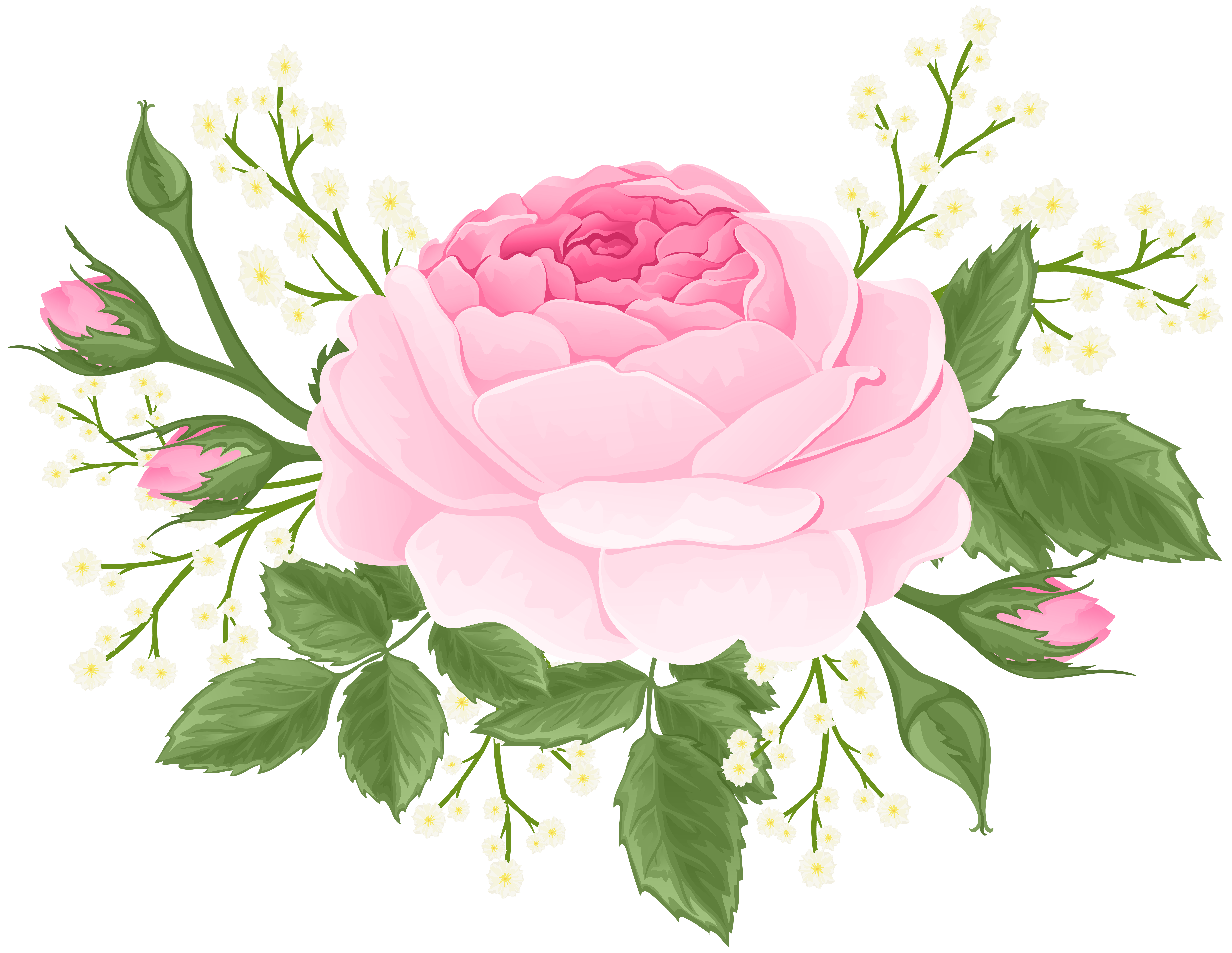 Pink Rose with White Flowers PNG Clip Art Image.