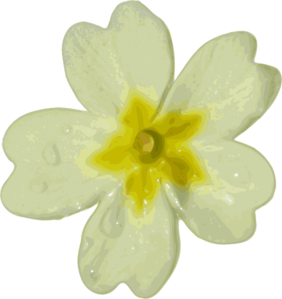 White flower clipart png.