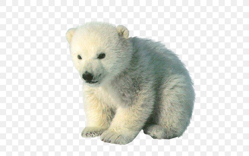 Polar Bear Cubs Baby Polar Bears, PNG, 724x515px, Polar Bear.
