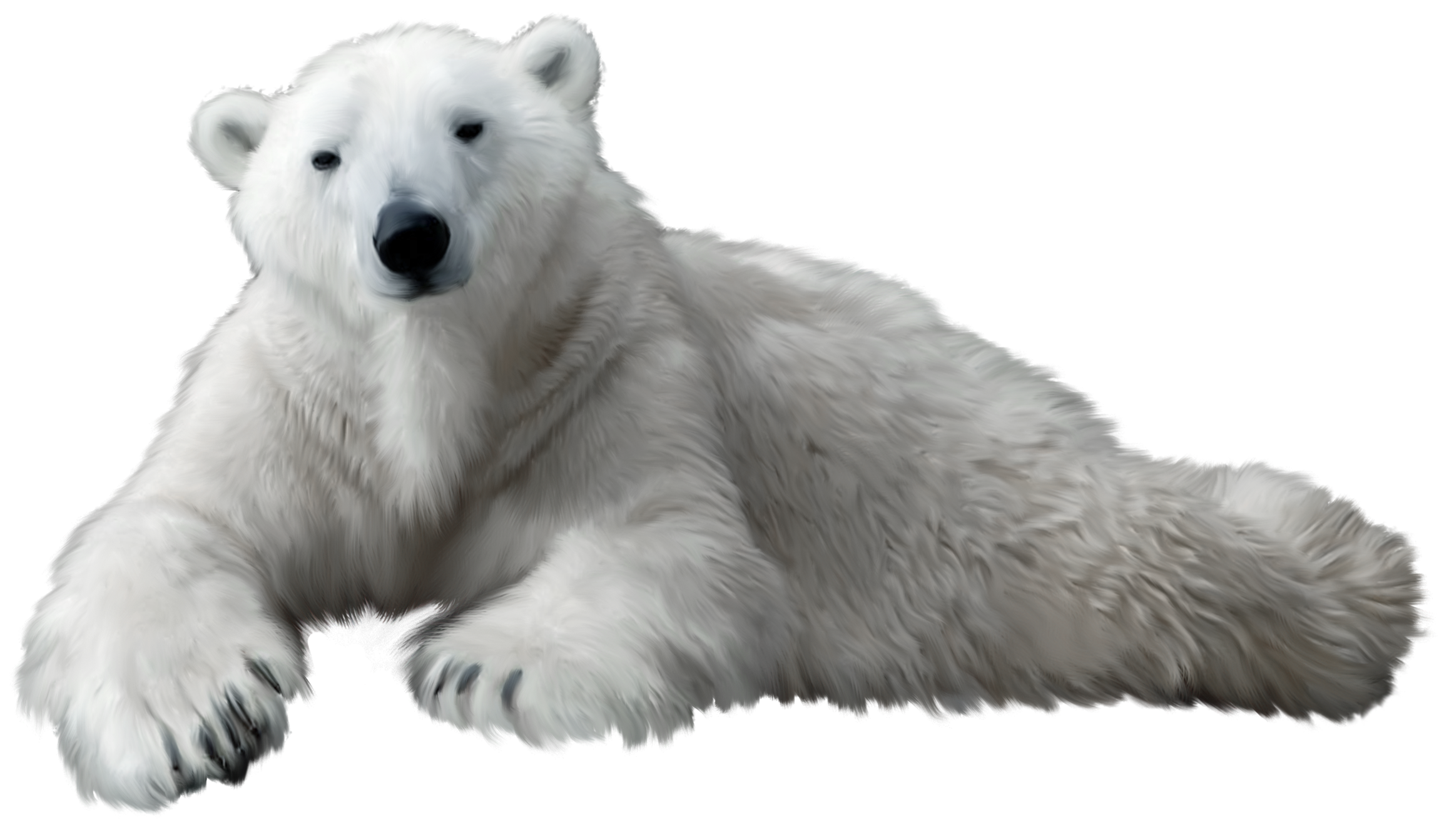 Polar Bear PNG Clip Art.