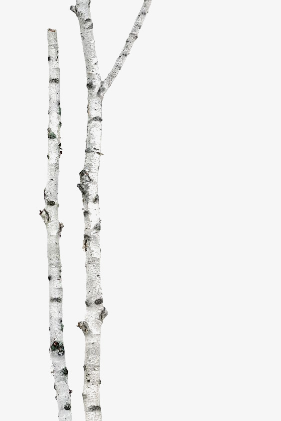 Png Birch Tree Trunk & Free Birch Tree Trunk.png Transparent Images.