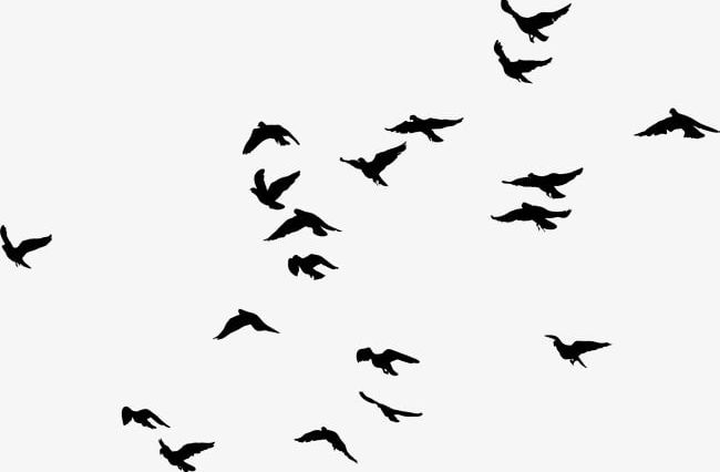 Black Birds PNG, Clipart, Angle, Bird, Bird Flight, Bird Migration.