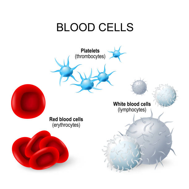 Top 60 White Blood Cell Clip Art, Vector Graphics and Illustrations.