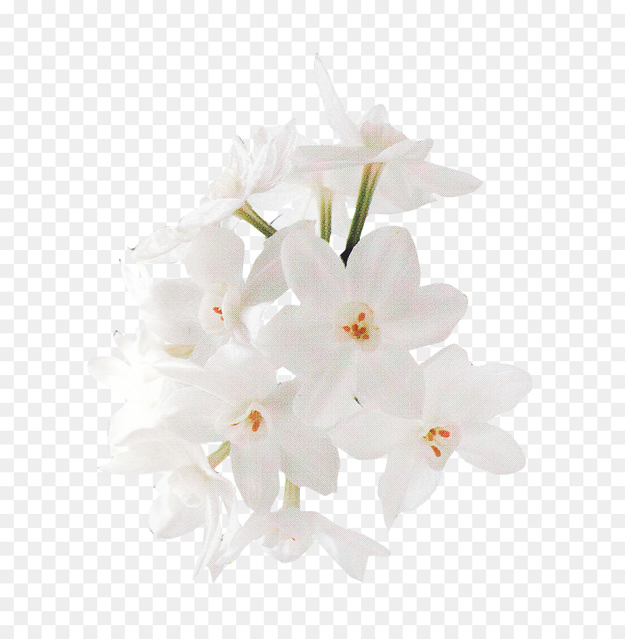 Cherry Blossom Flower png download.