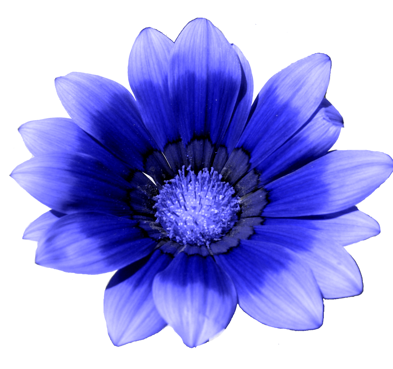 Blue flower White Cornflower.