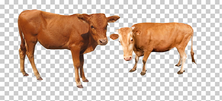 Cattle Water buffalo, Cattle cow, brown cows PNG clipart.