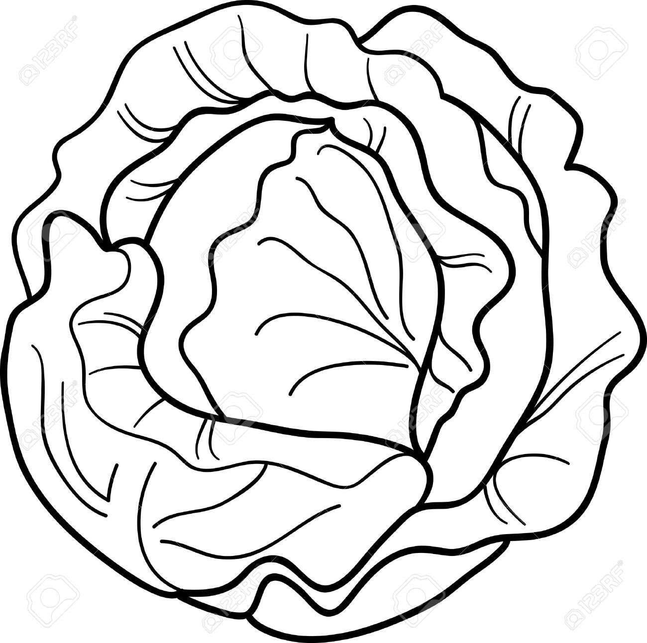 Cabbage clipart black and white.