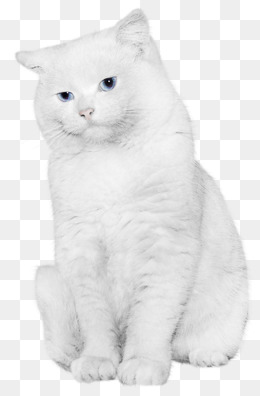White Cat Png (100+ images in Collection) Page 3.