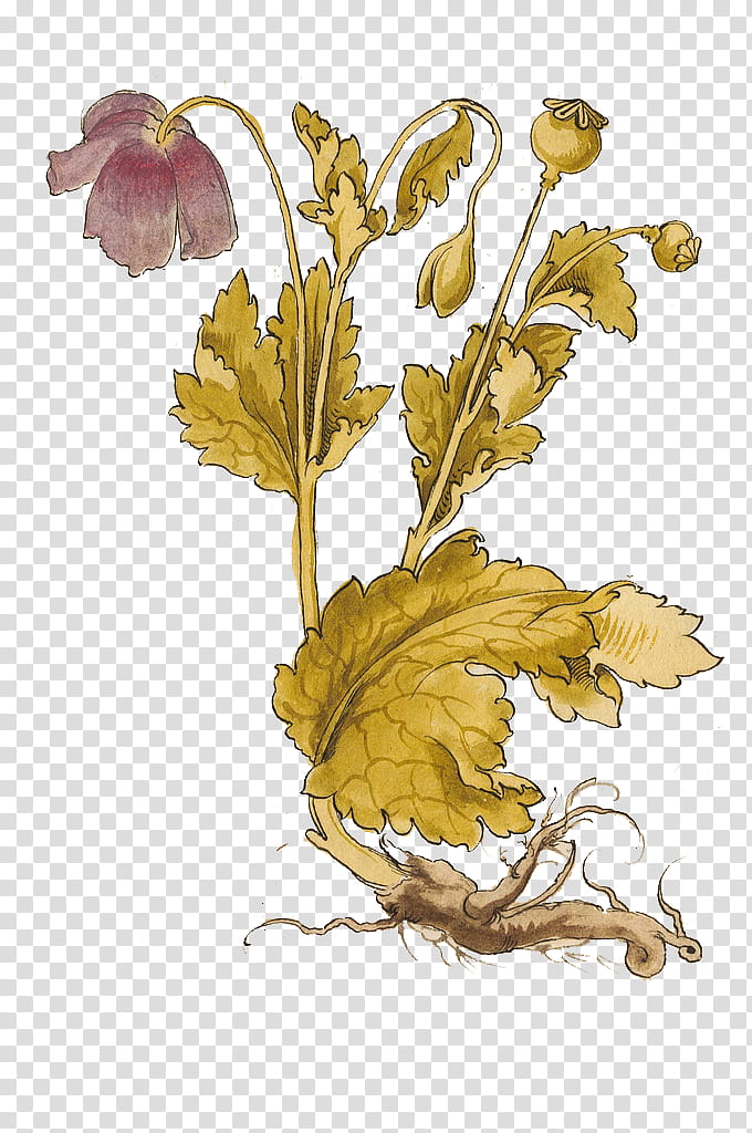 Plant, yellow and purple flower illustration transparent.