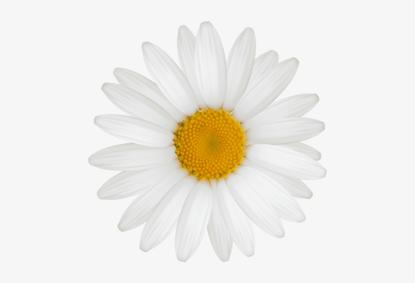 Free Png White Daisy Png Images Transparent.