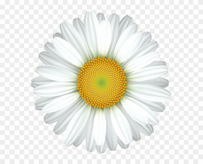 Daisy Flower Transparent Clip Art Image.
