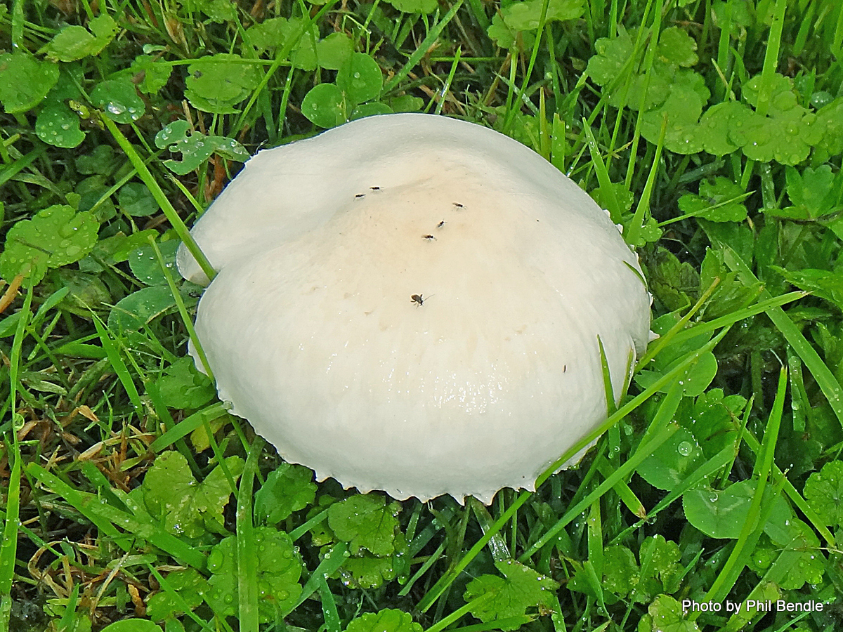 Leucoagaricus leucothites, White dapperling, White Agaricus.