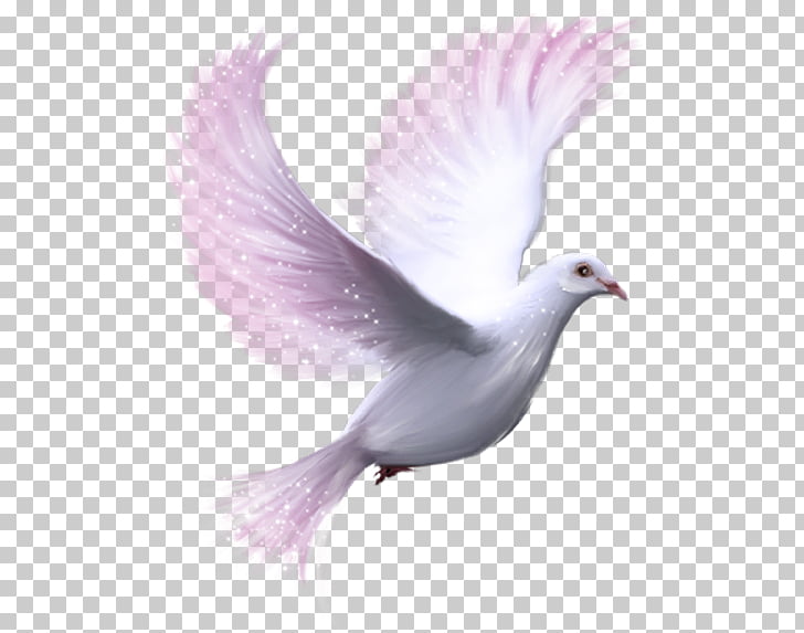 Columbidae Release dove , pigeon, white dove illustration.